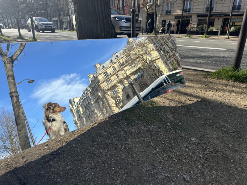 Dog and Haussmann building reflected in a sidewalk mirror in Paris