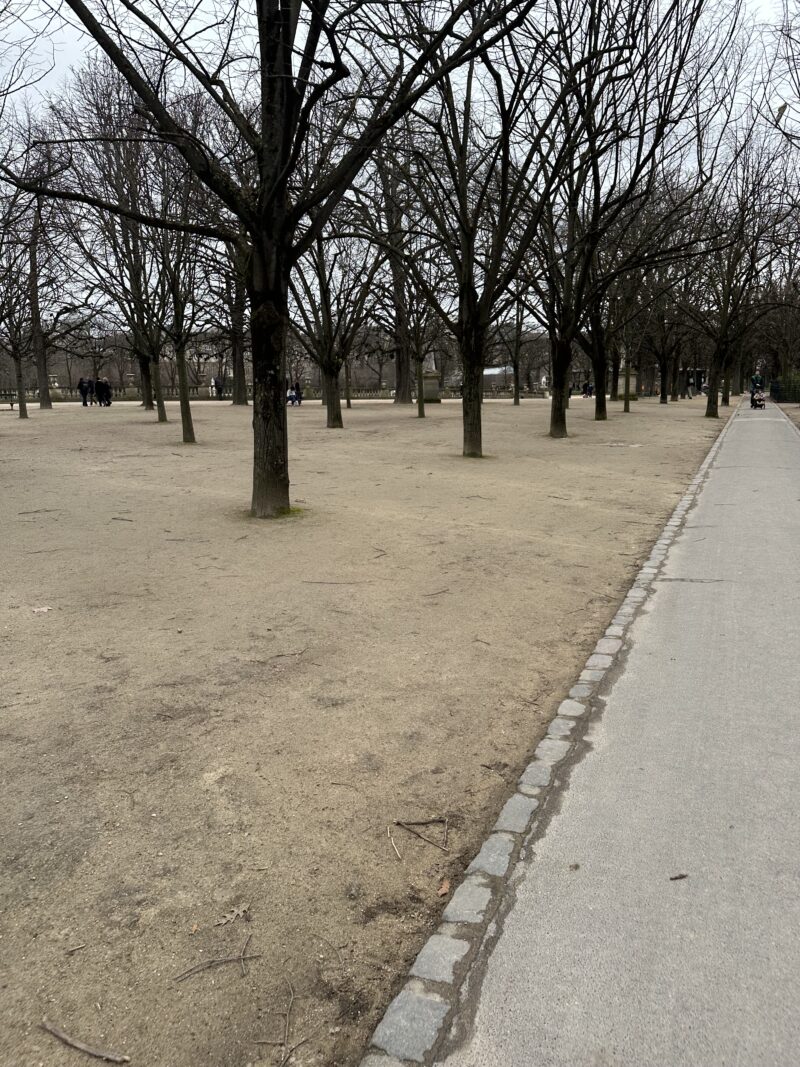 Bare winter trees casting long shadows in Jardin du Luxembourg, Paris