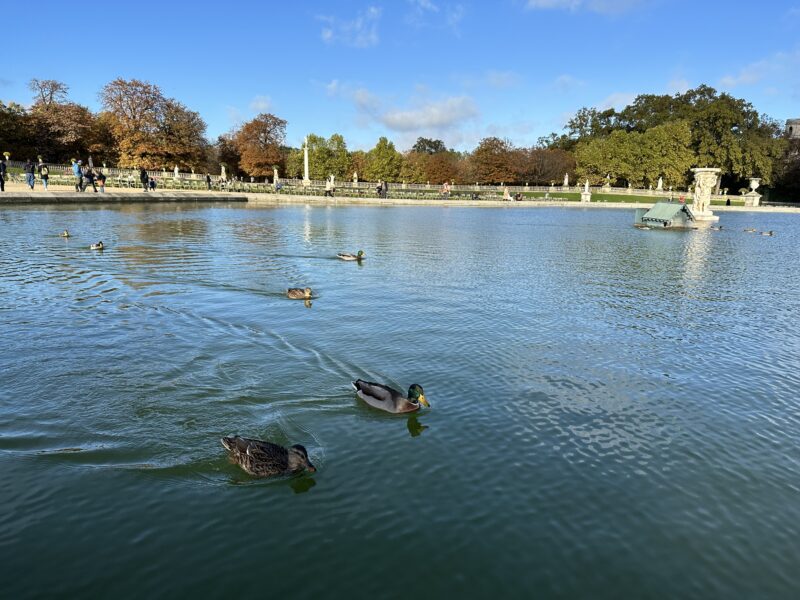 Ducks in Jardin du Luxembourg surrounded by colorful autumn trees in Paris.