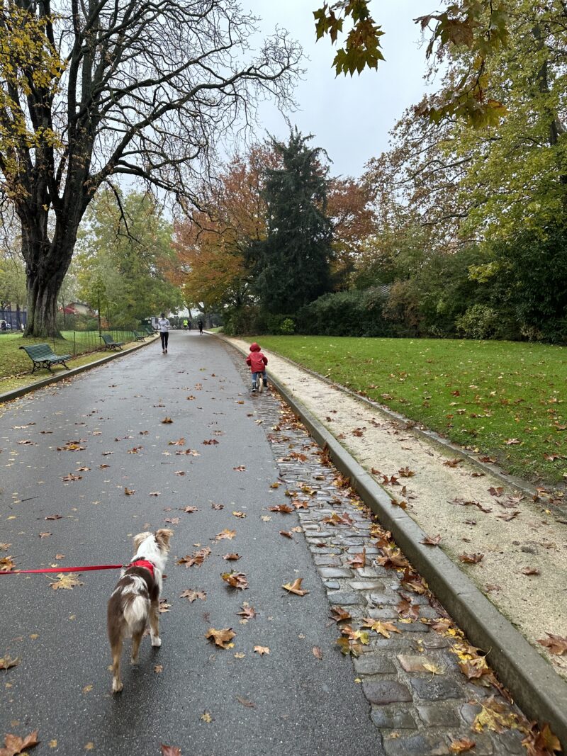 Fallen autumn leaves on a Paris park path in November