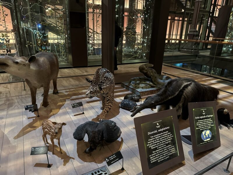 animal displays at the Grande Galerie de l’Évolution Paris