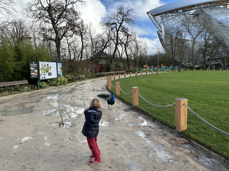 child looking at a peacock in Jardin d’Acclimatation Paris