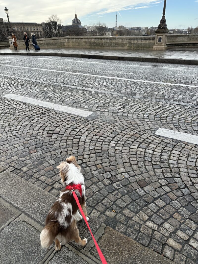 Small dog on a red leash on a Paris street near the Seine in December.